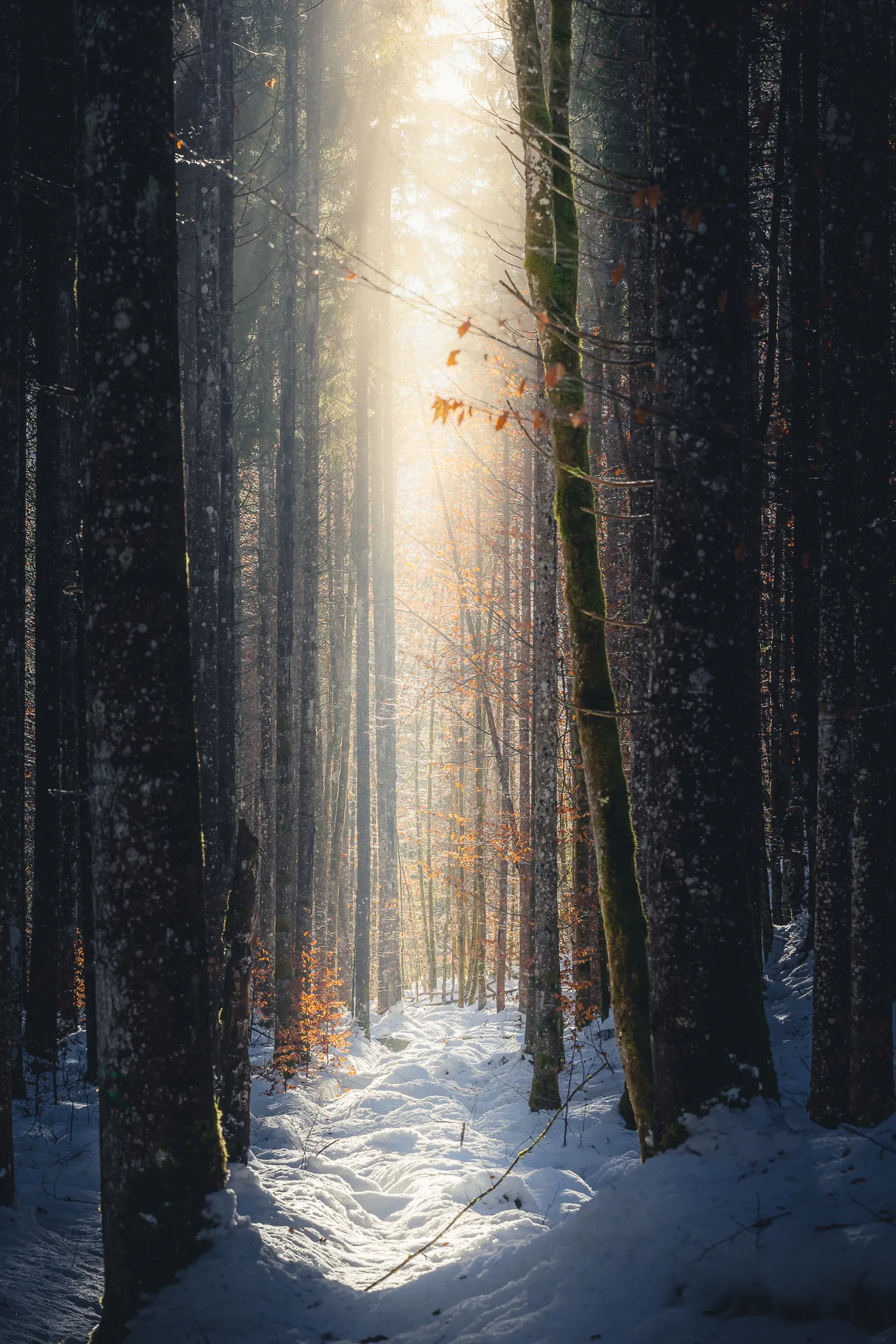 Foto
